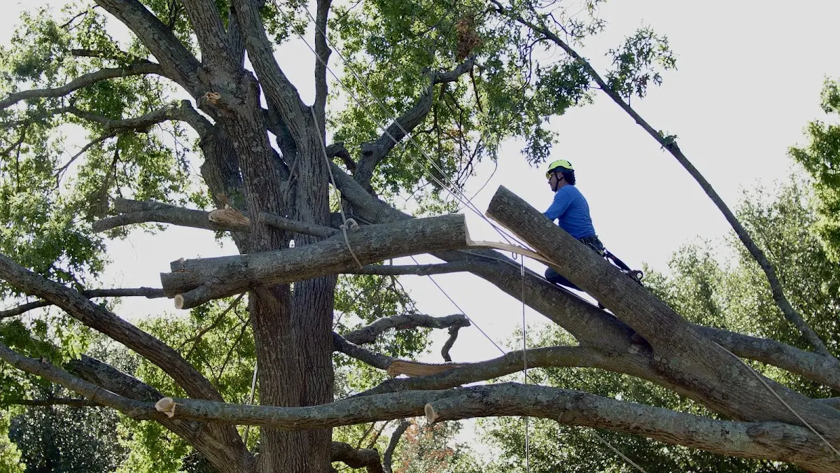 Professional Hazardous Tree Removal performed by certified arborists in Ponca